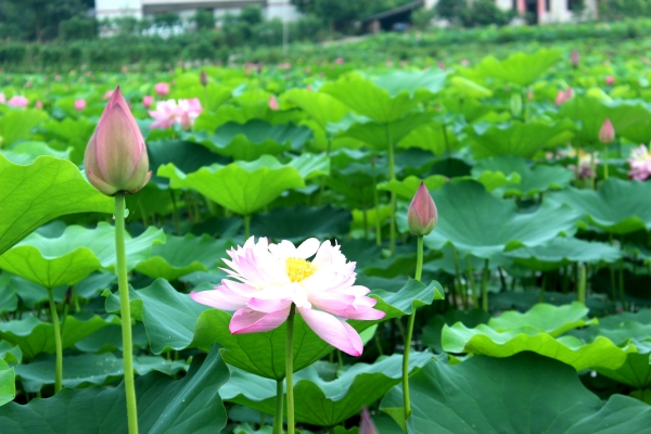 【原创】重庆大足：挖掘传统石刻荷莲文化 促进文旅产业与乡村振兴融合发展_fororder_WPS图片-修改尺寸