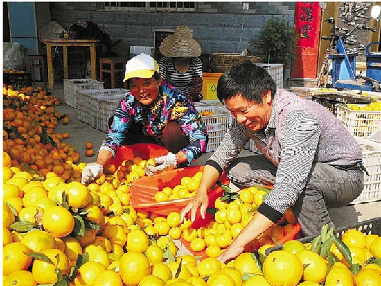 “滨湖小镇”界首：万亩柑橘艳枝头，民居民宿占鳌头