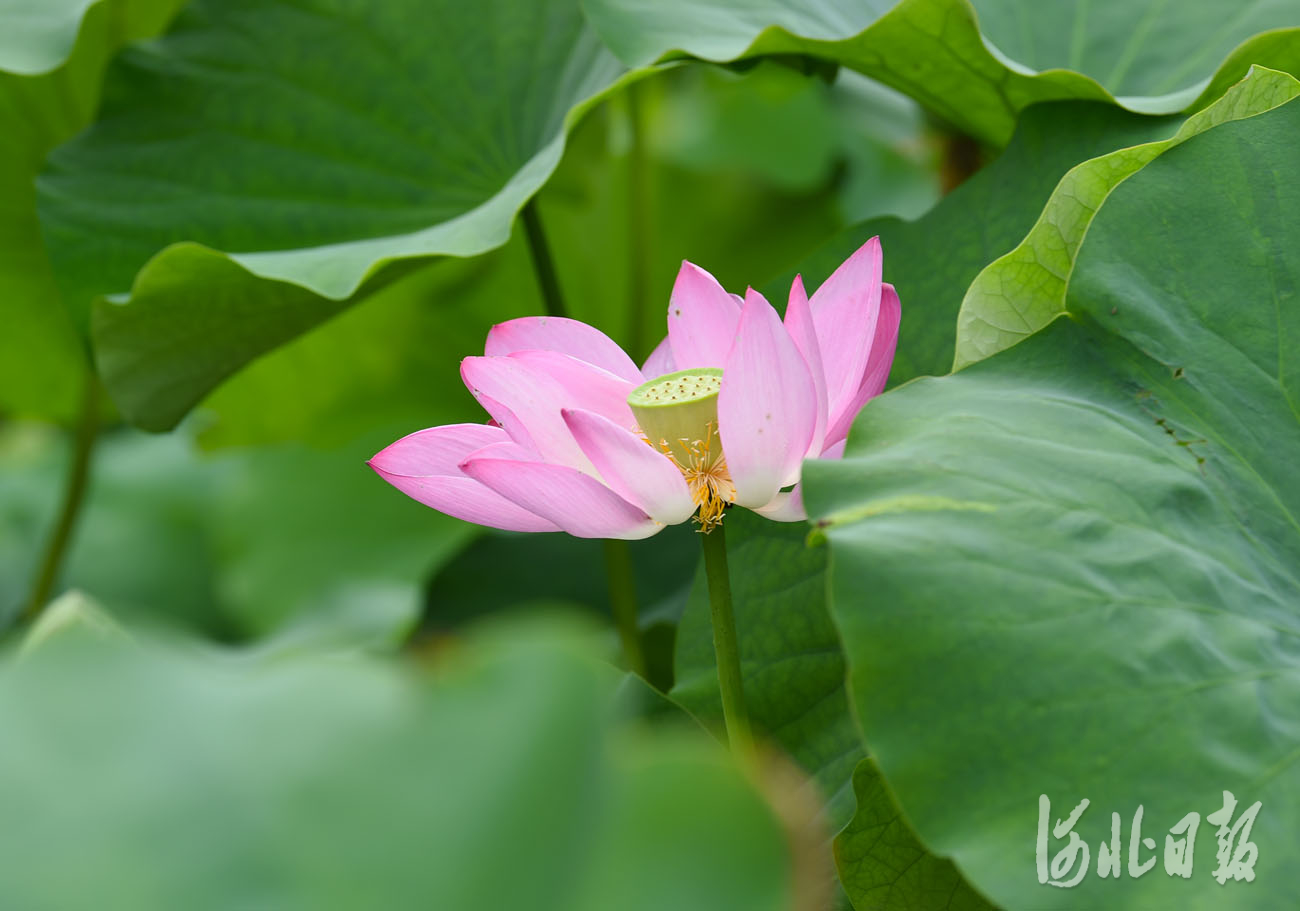 河北沙河：荷塘美景引客来