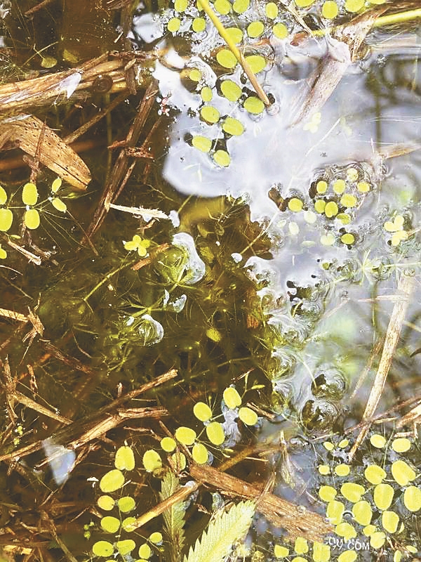 濒危国家级保护植物“捕虫草”现身湿地