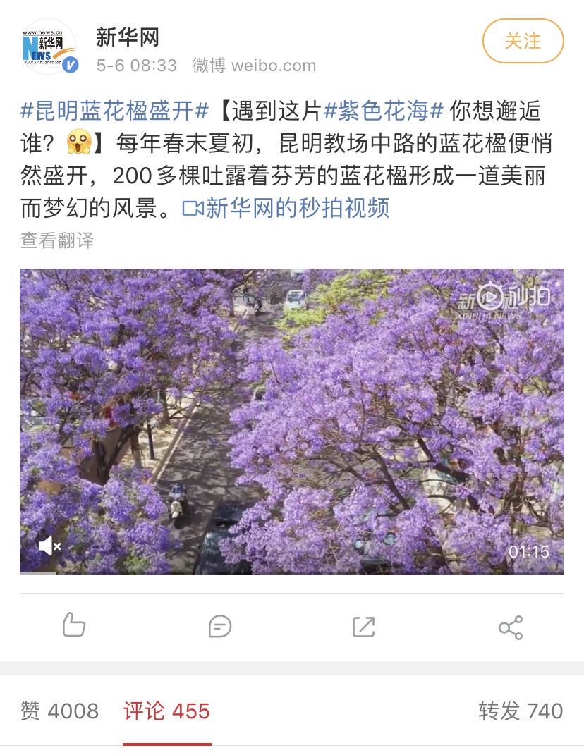 洗眼睛！昆明蓝花楹盛开，赴一场与紫色花海的邂逅