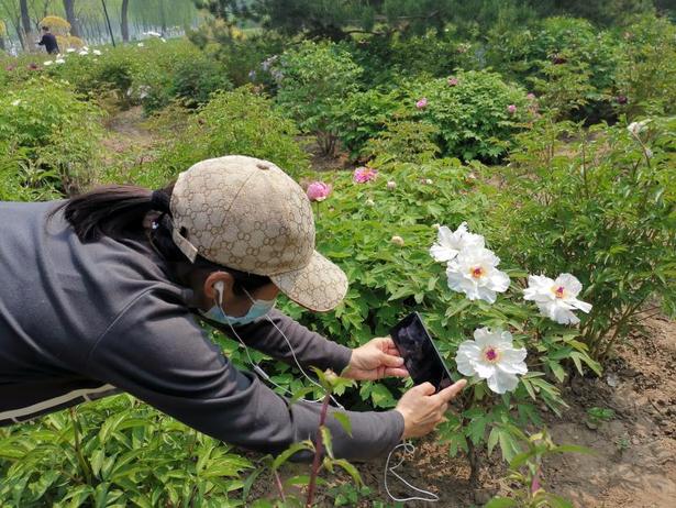 【OK】河北迁安：“五一”假期牡丹花开醉游人