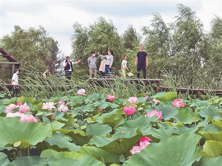 荷花绽放乡村美