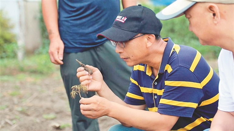 安达利用小菜园打造“小药园”