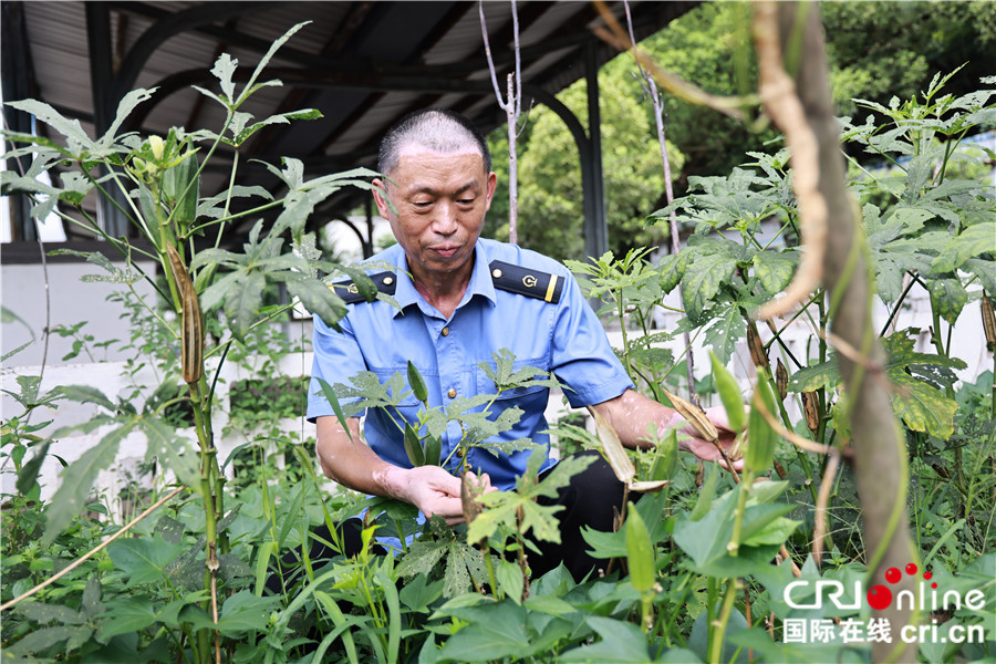 图片默认标题_fororder_图为王明利在自己开垦的菜园摘菜 (2)_副本