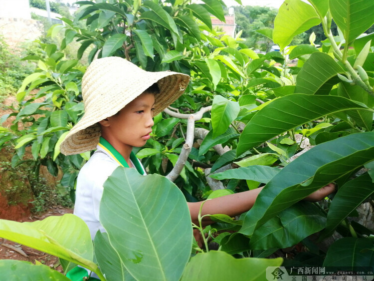 广西灵山县盆山村：一朵玉兰花强了村富了民