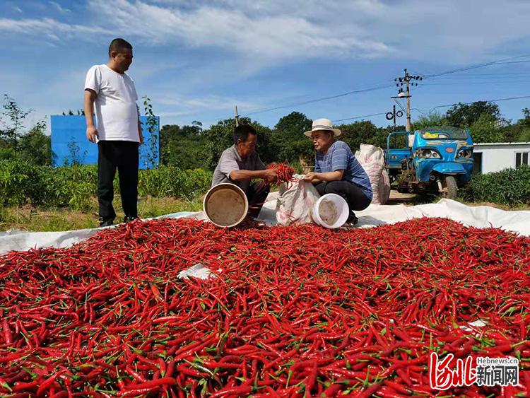 河北涉县：小辣椒敲开乡村振兴大门