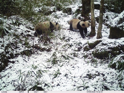 【中首  陕西】陕西省再次拍摄到秦岭大熊猫母子