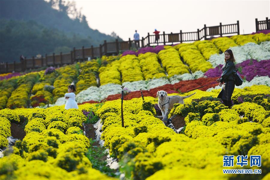 贵州麻江：秋菊开 引客来