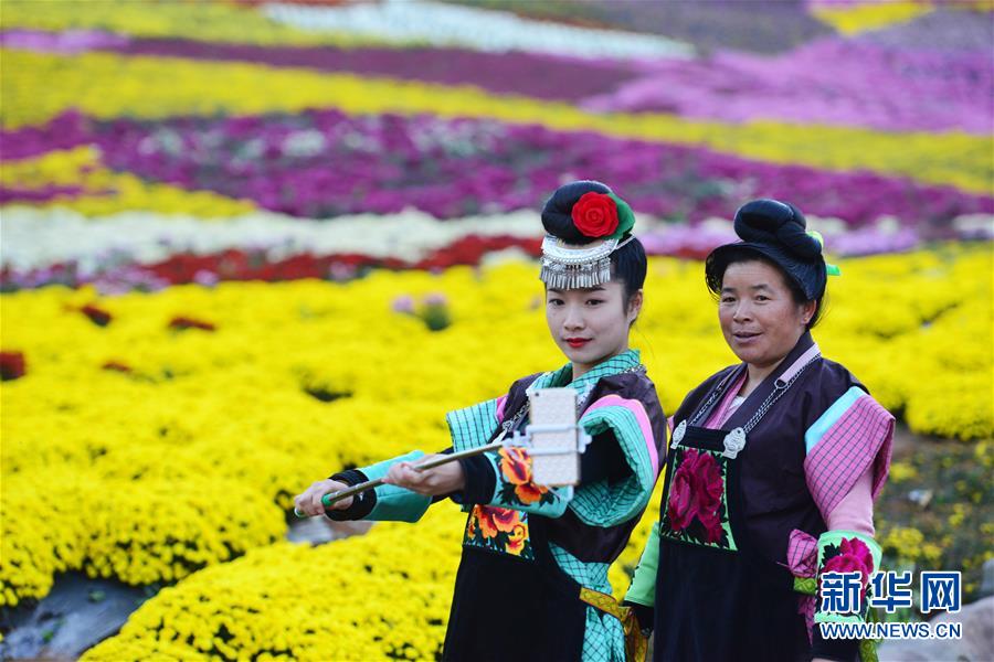 贵州麻江：秋菊开 引客来