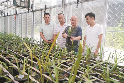 广西容县大力建设乡村振兴示范带