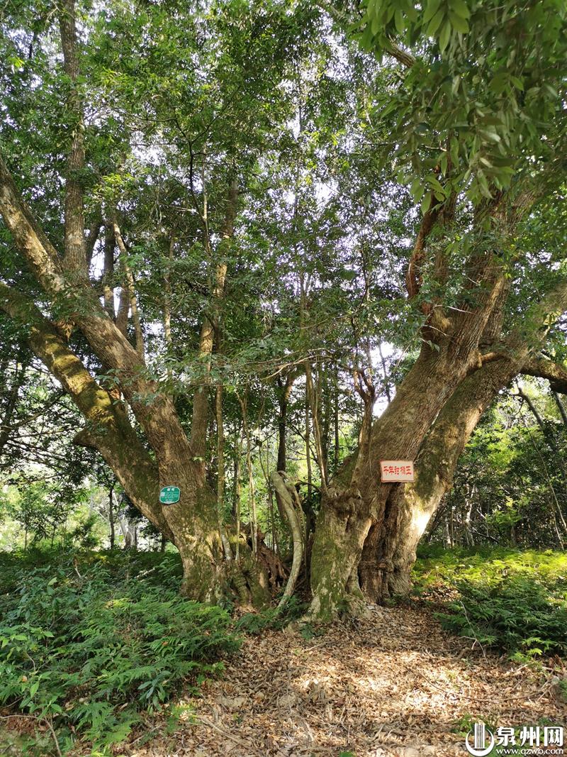 清新德化——水口镇村场村石柱自然角落