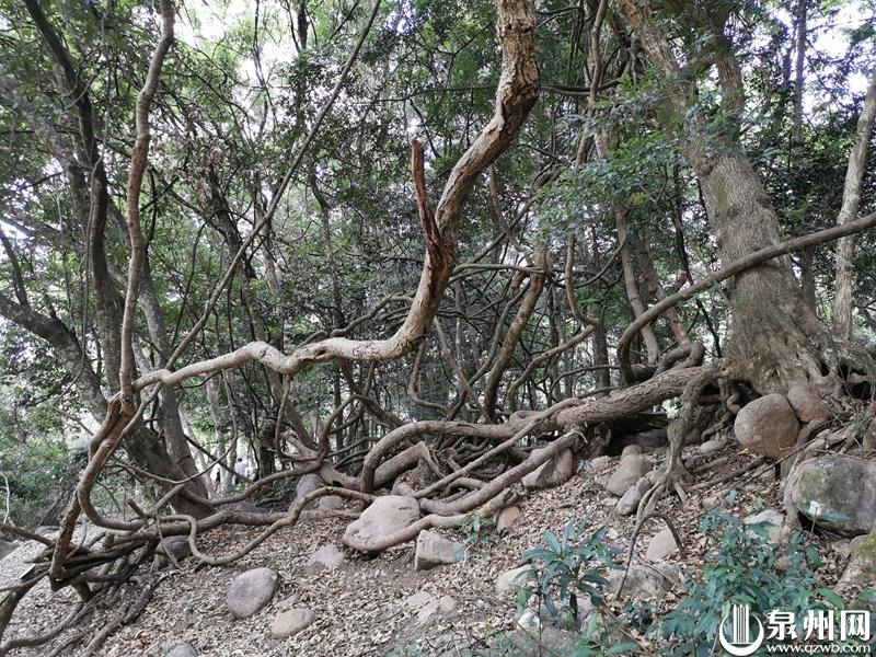 清新德化——水口镇村场村石柱自然角落