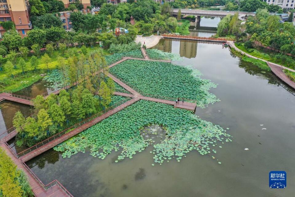 【城市远洋带图】重庆南岸：苦竹溪生态修复显成效