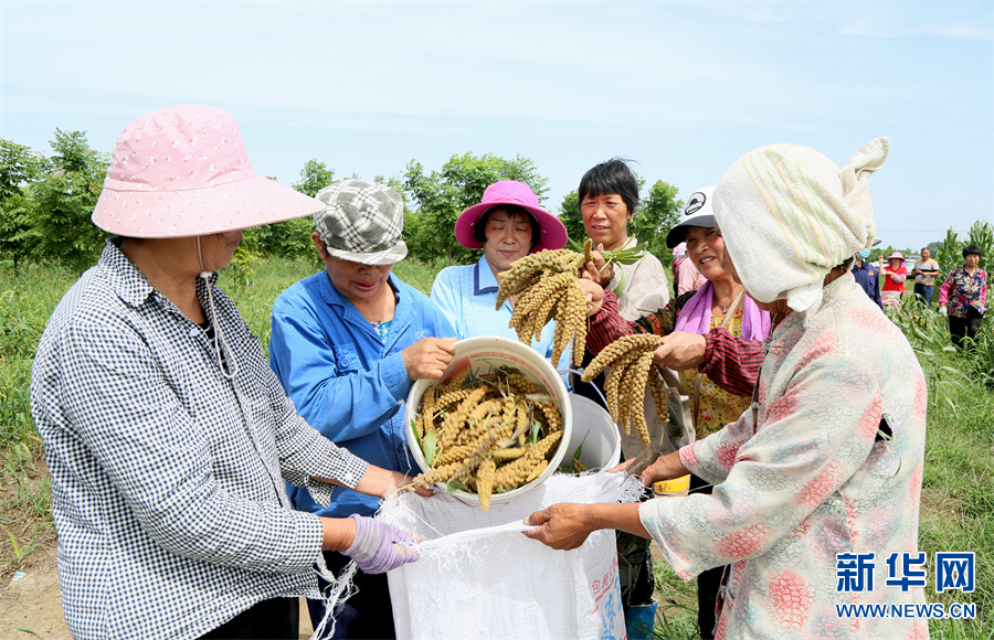 洛阳汝阳：打好“谷子牌” 念好“致富经”