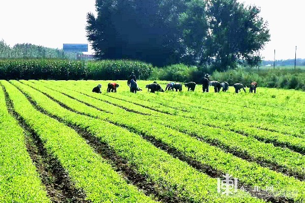 黑龙江省富裕县：中草药种植成增收新路