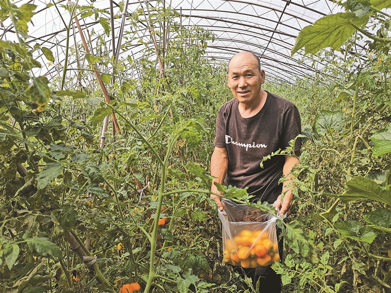 宾县菜经济让收获不只一季