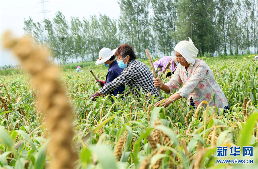 洛阳汝阳：打好“谷子牌” 念好“致富经”