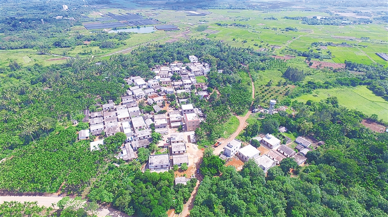 【民生】【即时快讯】海口边洋村：大榕树下忆革命先辈 花海旁奔向致富路