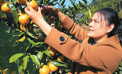 青山绿水 茶果飘香