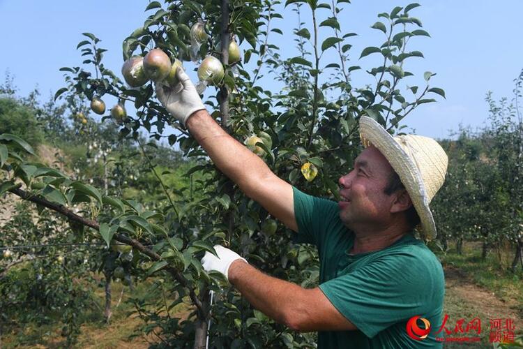 河北阜平：山地披绿装 硕果丰收忙