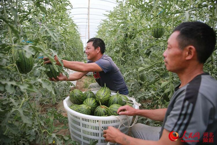 河北张北：麒麟西瓜助力乡村振兴