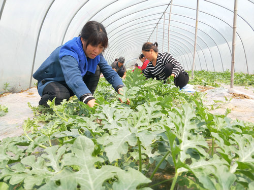 OK【河南供稿】平顶山市鲁山县瀼河乡：贫困户家门口挣钱乐开花