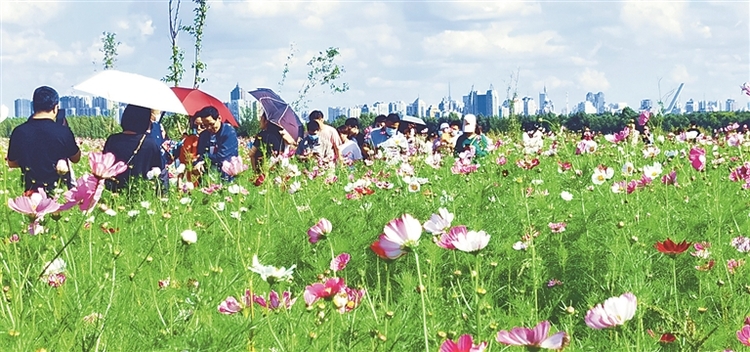 城中花海格桑花开