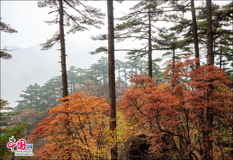 红蓝黄绿印染黄山 秋色似锦怦然心动