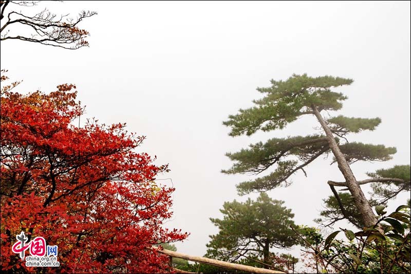 红蓝黄绿印染黄山 秋色似锦怦然心动