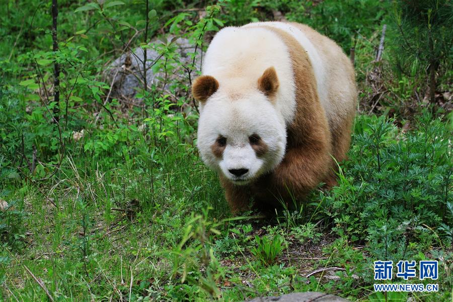 罕见棕色大熊猫在野化培训中度过寒冬