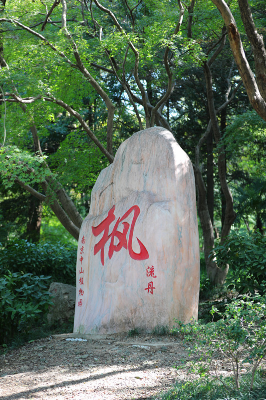 深秋时节 南京东郊层林尽染