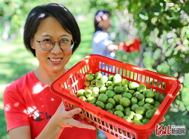 河北秦皇岛海港区：“旅游+采摘”助力乡村振兴