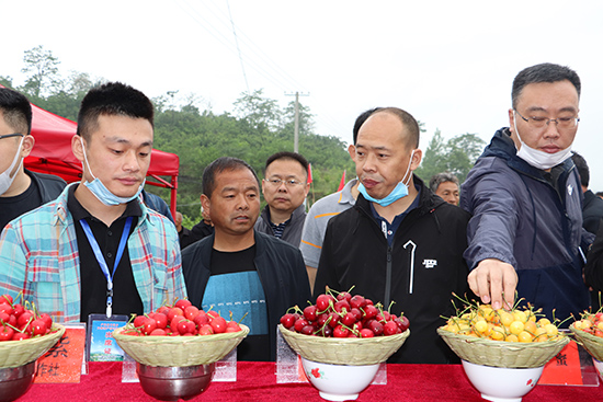 OK【河南供稿】三门峡市卢氏县文峪乡大樱桃产销对接会签署合作意向书16份