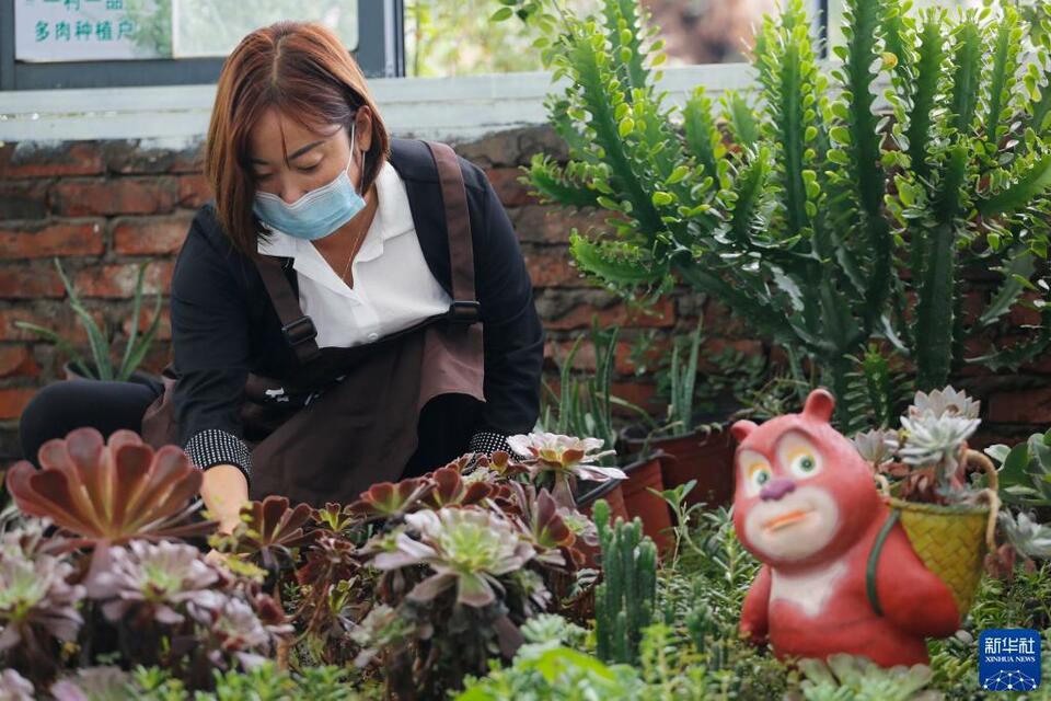 平顶山宝丰：发展“多肉产业” 助力乡村振兴