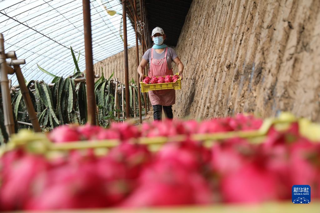 河北平泉：种植火龙果助农增收致富