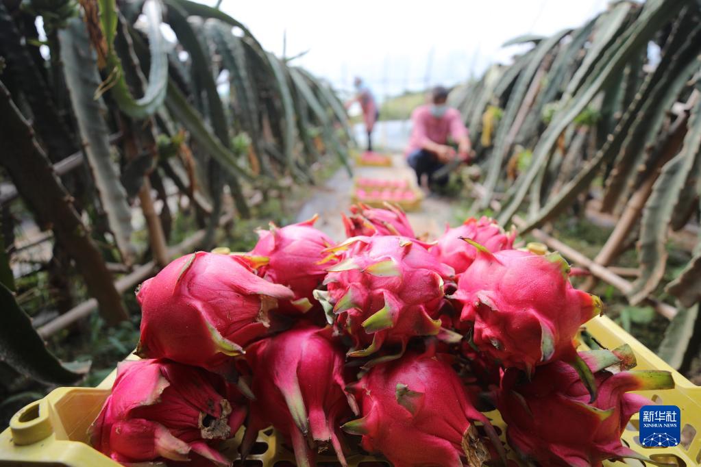 河北平泉：种植火龙果助农增收致富