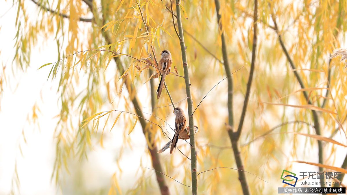 “鸟中熊猫”震旦鸦雀落户北京宛平湖