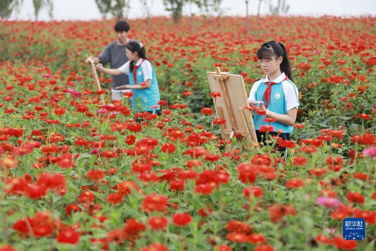 河北内丘：荒地变花海 铺就致富路