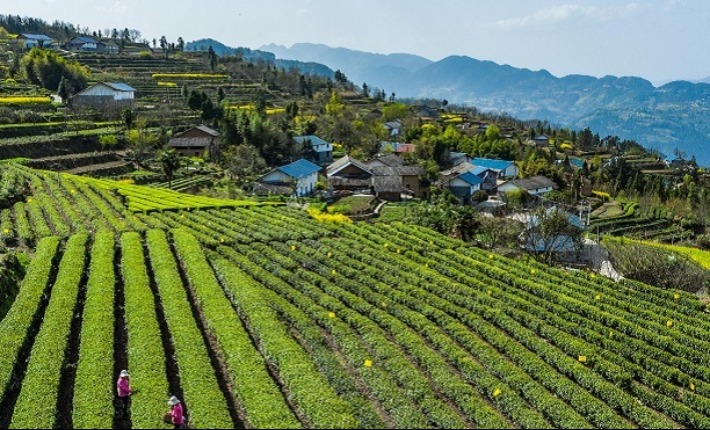 湖北秭归：万亩茶园吐新绿 茶农抢采“明前茶”