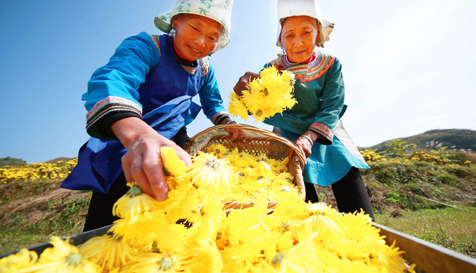 （市州带图片）苗乡金秋采菊忙