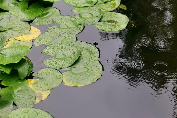 新一轮降水又来了！9月4日郑州有大到暴雨