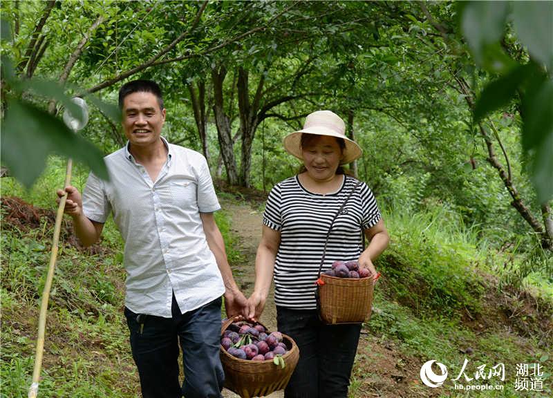 湖北保康：李子成熟上市