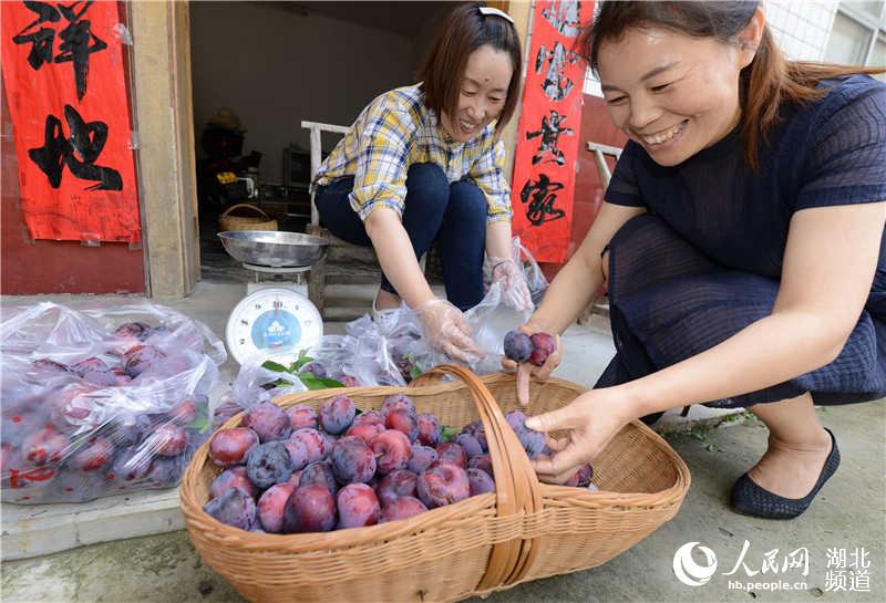 湖北保康：李子成熟上市