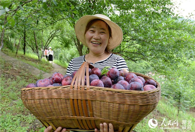 湖北保康：李子成熟上市