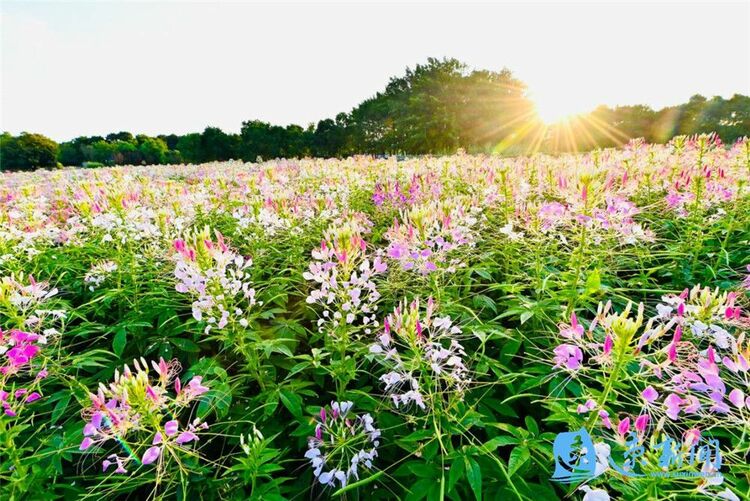 宿迁三台山：鲜花怒放 美翻初秋时光