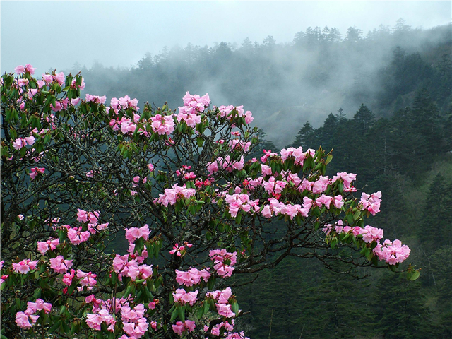 【湖北】湖北神农架举办万亩高山杜鹃花摄影大赛