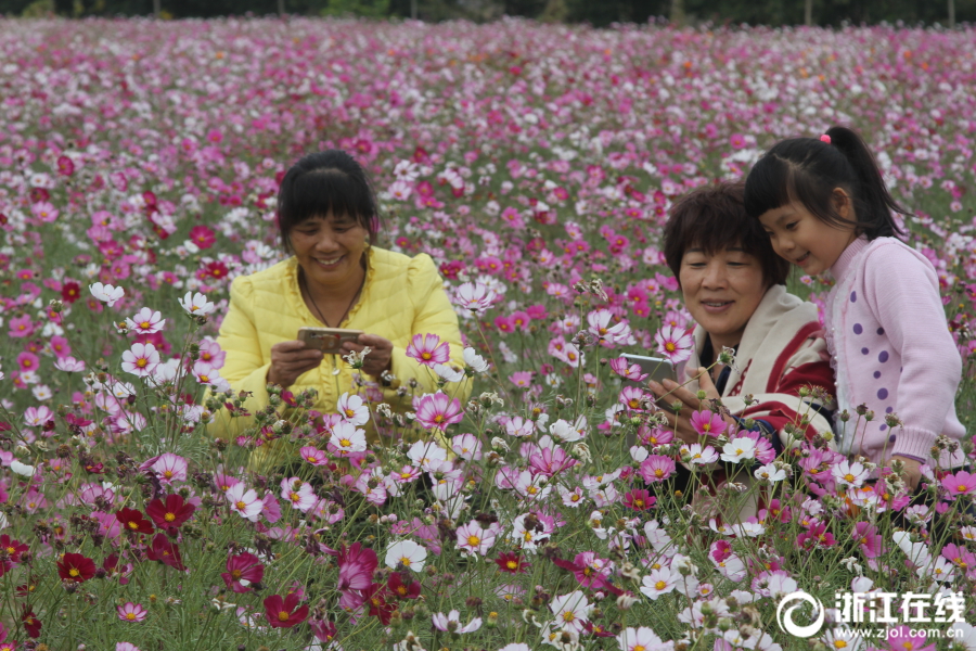 台州：格桑花开正艳