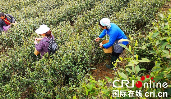 贵州紫云：荒山变茶山  增绿又富民（组图）_fororder_2