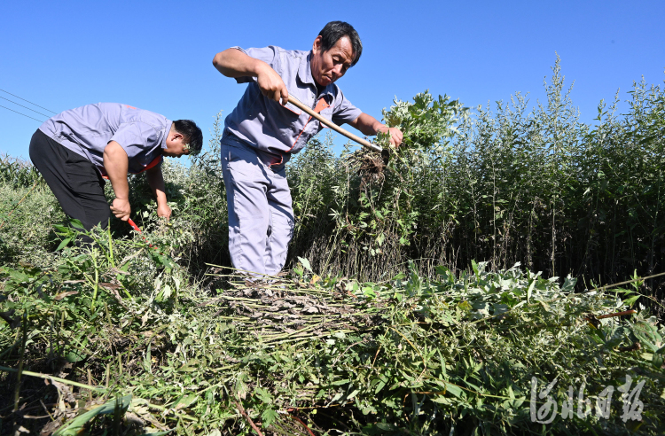 河北邯郸：小艾草种出农民增收大产业